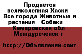 Продаётся великолепная Хаски - Все города Животные и растения » Собаки   . Кемеровская обл.,Междуреченск г.